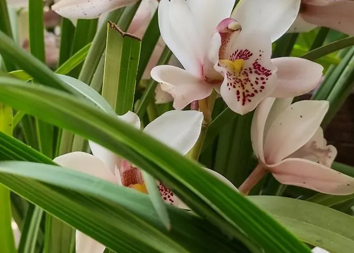 Mountain Breeze Sanctuary