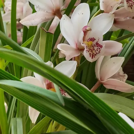 Mountain Breeze Sanctuary